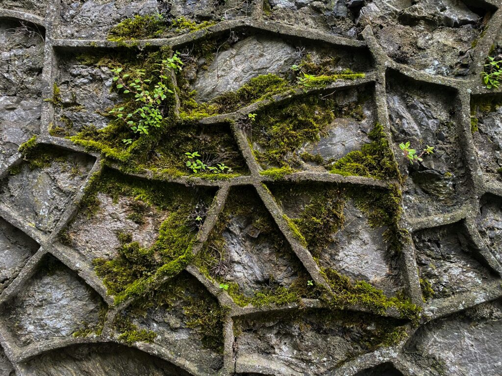 Pexels photo 7998319 7998319 A rustic concrete wall covered with moss and small plants forming a geometric pattern.